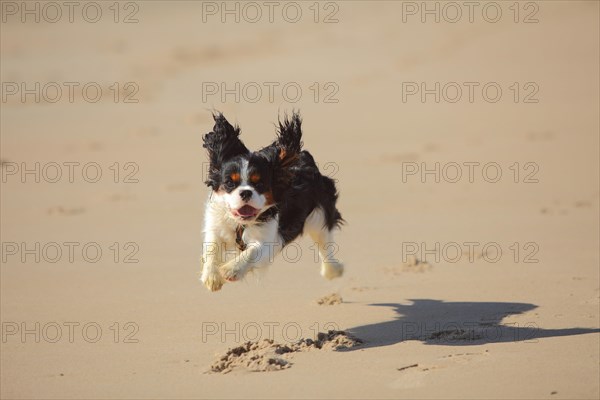 Cavalier King Charles Spaniel