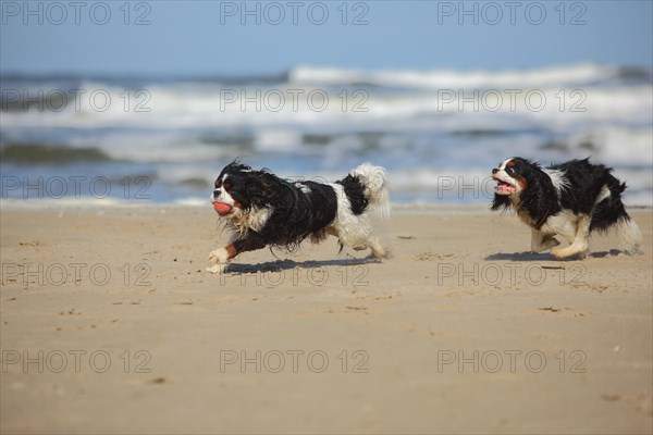 Cavalier King Charles Spaniel