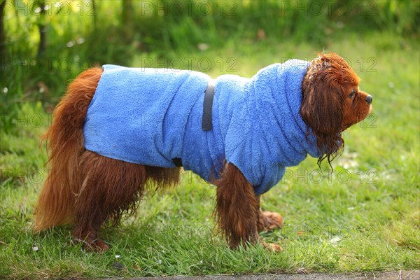 Cavalier King Charles Spaniel