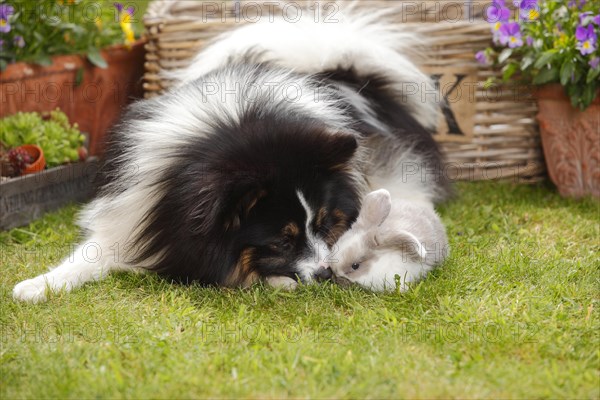 Mixed breed dog and dwarf ram rabbit