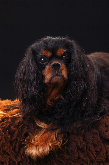 Cavalier King Charles Spaniel