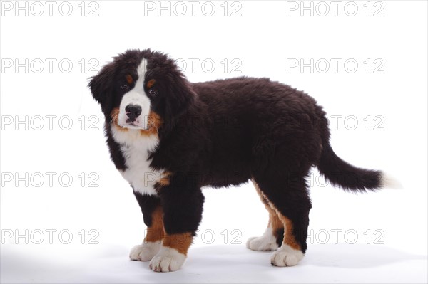 Bernese Mountain Dog