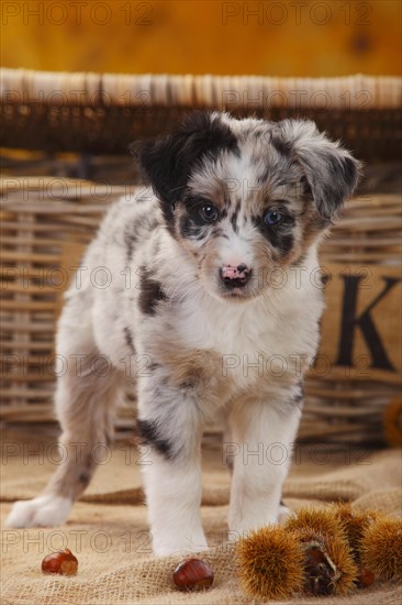 Miniature Australian Shepherd