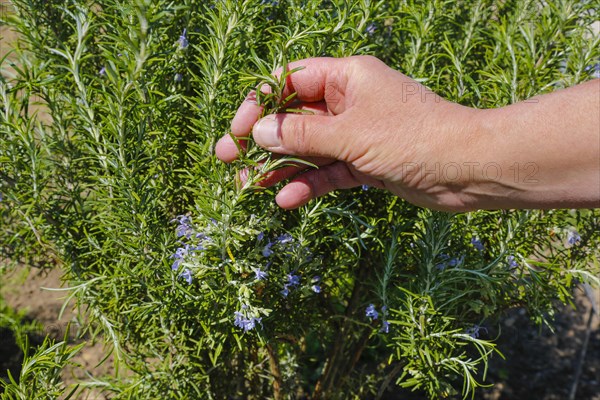 Rosemary