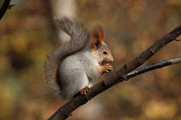 Squirrel on branch