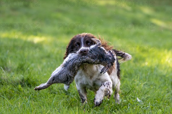 Hunting dog