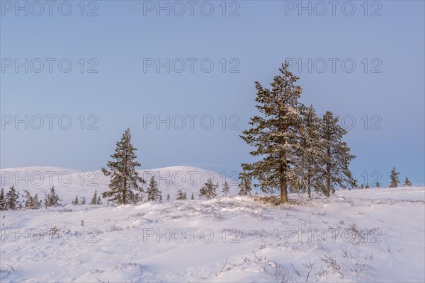 Tree line