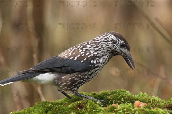 Spotted nutcracker