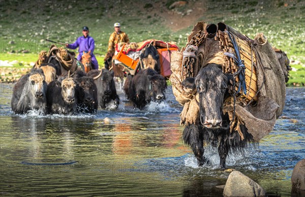 The nomadic family moves with yaks in the summer. Bayanhongor Province