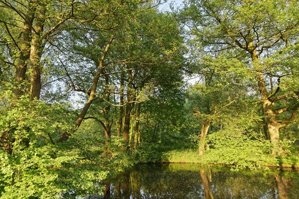 Small lake with red alder