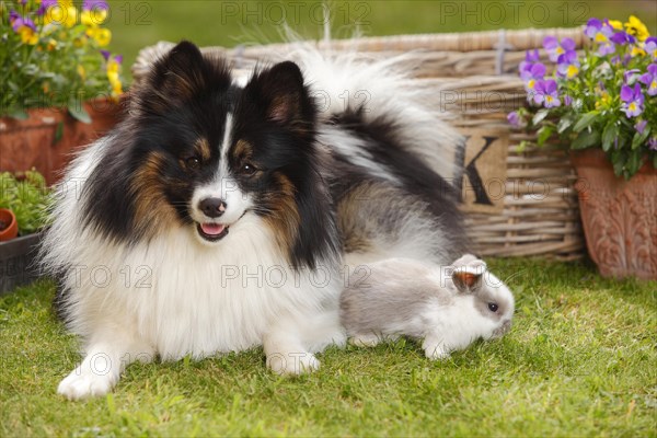 Mixed breed dog and dwarf ram rabbit