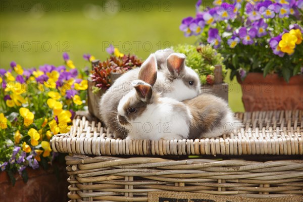 Dwarf ram rabbits