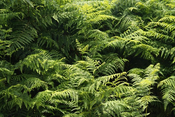 Ostrich Fern