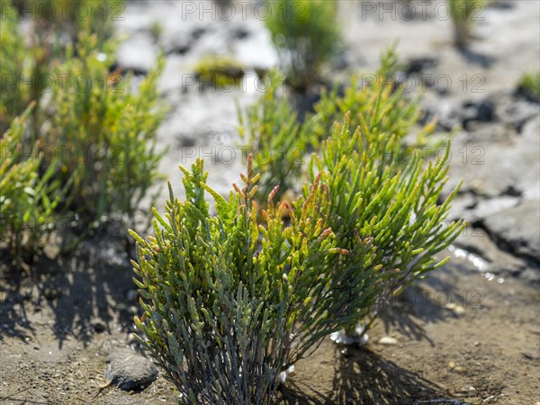 Glasswort