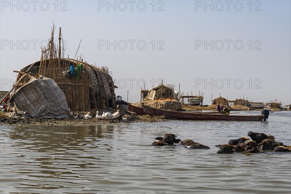 Water buffalos