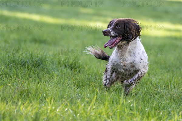 Hunting dog