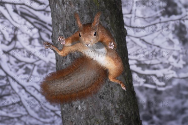 Eurasian red squirrel