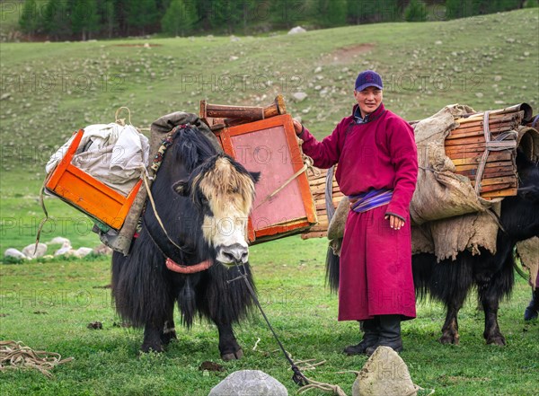 The nomadic family moves with yaks in the summer. Bayanhongor Province