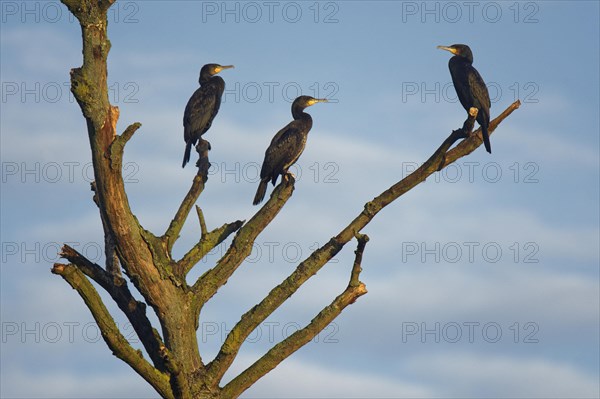 Great cormorants