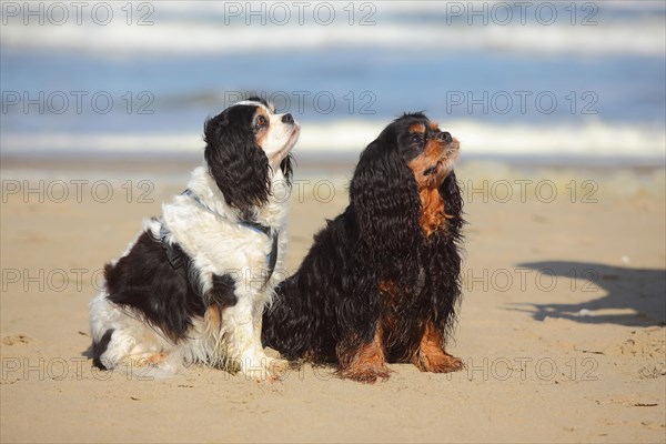 Cavalier King Charles Spaniel