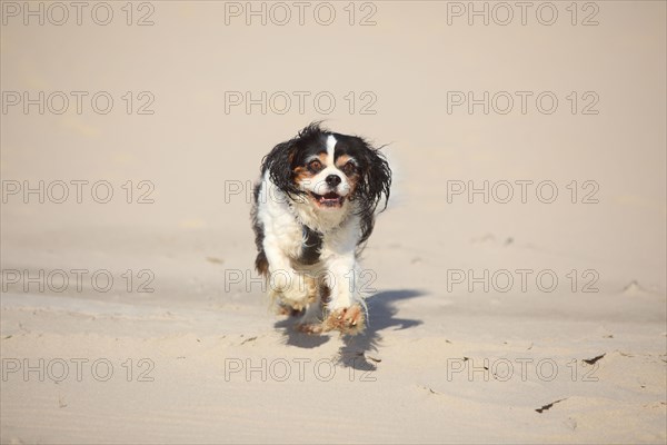 Cavalier King Charles Spaniel