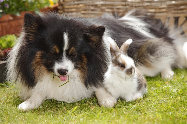 Mixed breed dog and dwarf ram rabbit