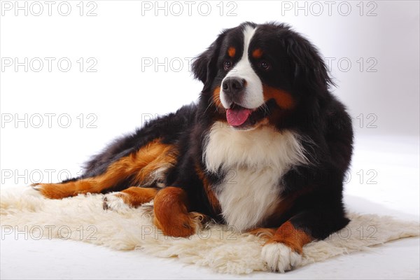 Bernese Mountain Dog