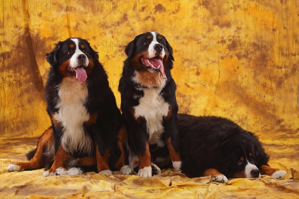 Bernese Mountain Dog