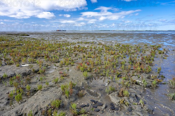 Glasswort