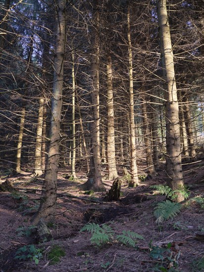 Wald auf dem Bocksberg