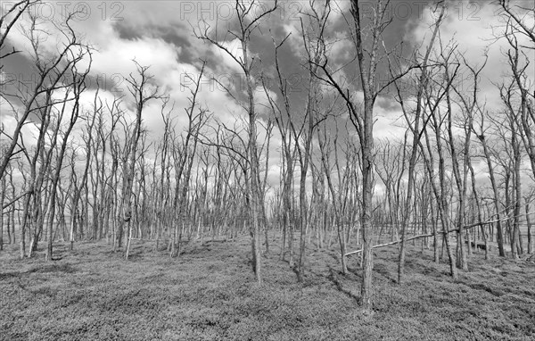 Bald Acacia Forest on Lake Neusiedl