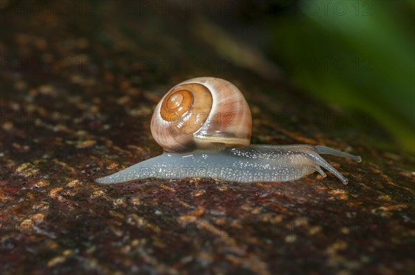 White-lipped snail