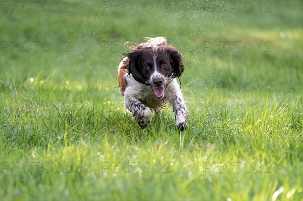 Hunting dog