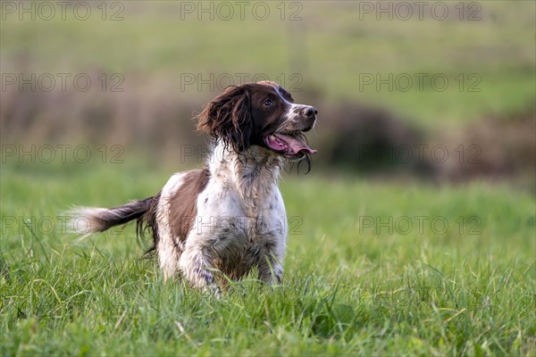 Hunting dog