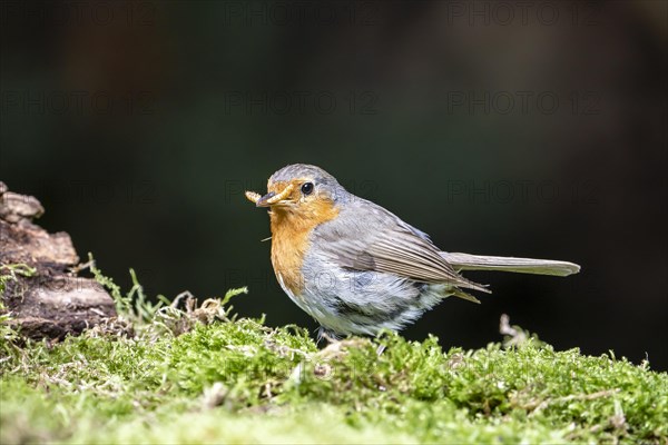 European robin