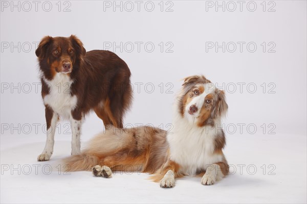 Australian Shepherds