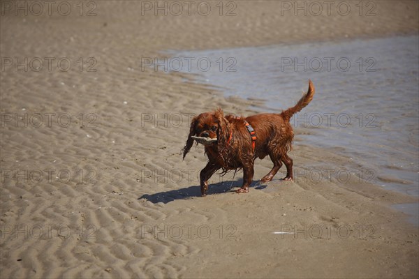 Cavalier King Charles Spaniel