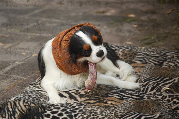 Cavalier King Charles Spaniel