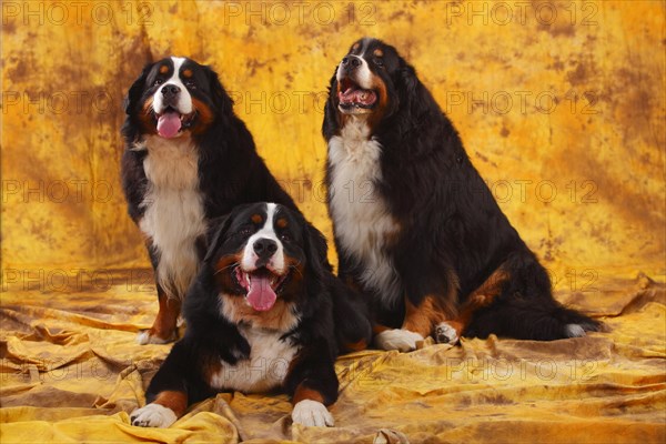 Bernese Mountain Dog