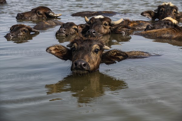 Water buffalos