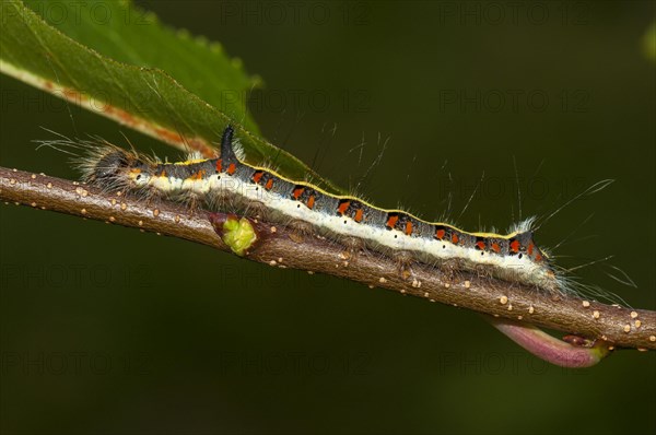 Caterpillar of an gray dagger