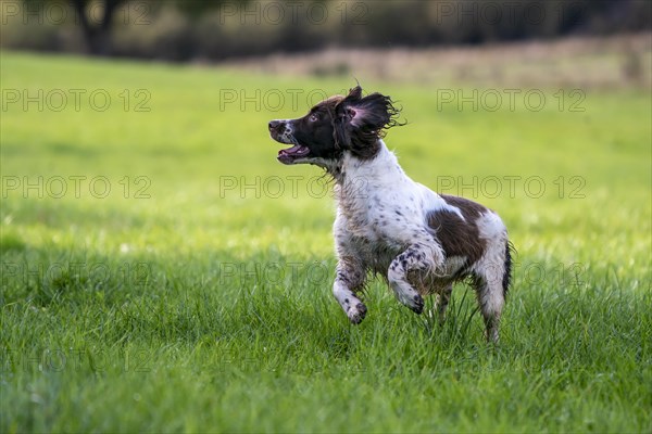 Hunting dog