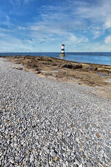 Rocky Coast with Shingle Beach and Trwyn Du Lighthouse