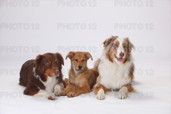 Australian Shepherds