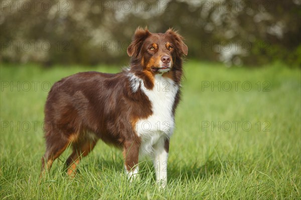 Australian Shepherd