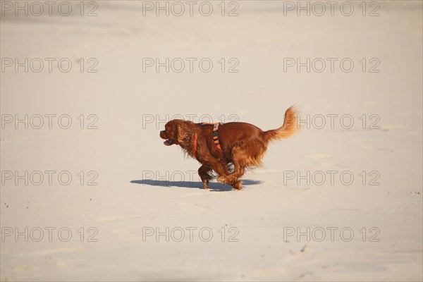 Cavalier King Charles Spaniel