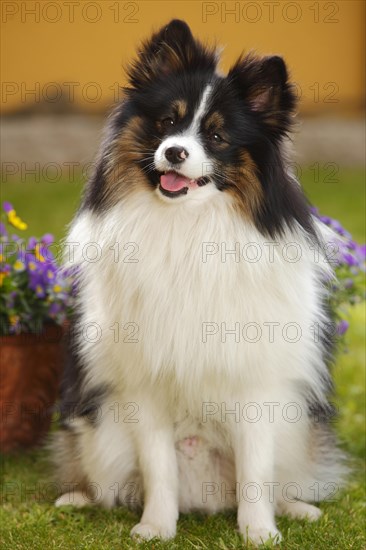 Mixed breed dog