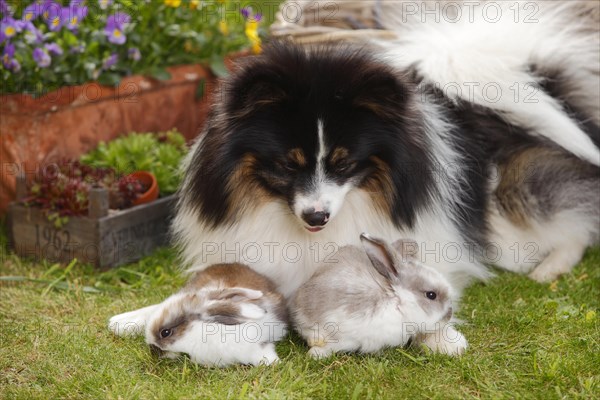 Mixed breed dog and dwarf ram rabbit