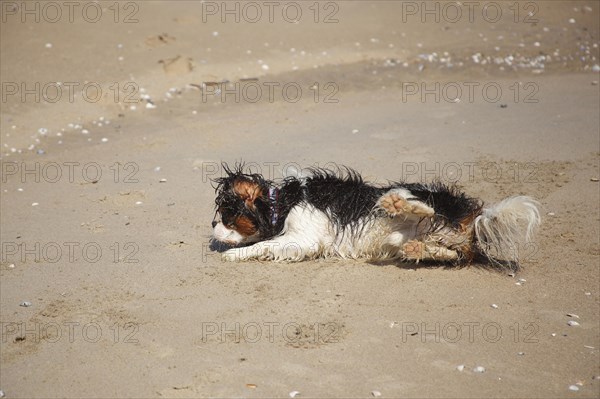 Cavalier King Charles Spaniel