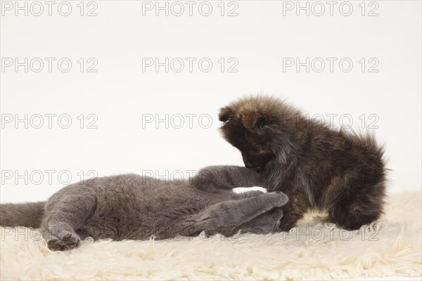 British Shorthair and Small Spitz